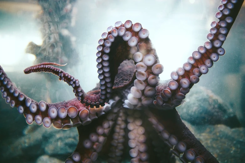 a group of sea animals swimming and sitting together