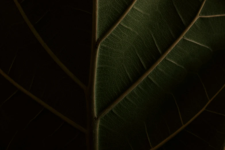 the back side of a large leaf with some thin edges