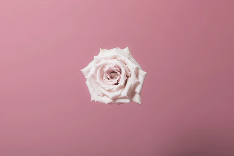 an image of an unique white rose on a pink background