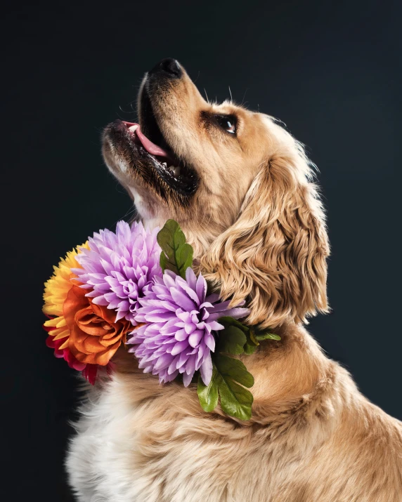 a dog with his mouth open with a flower collar on