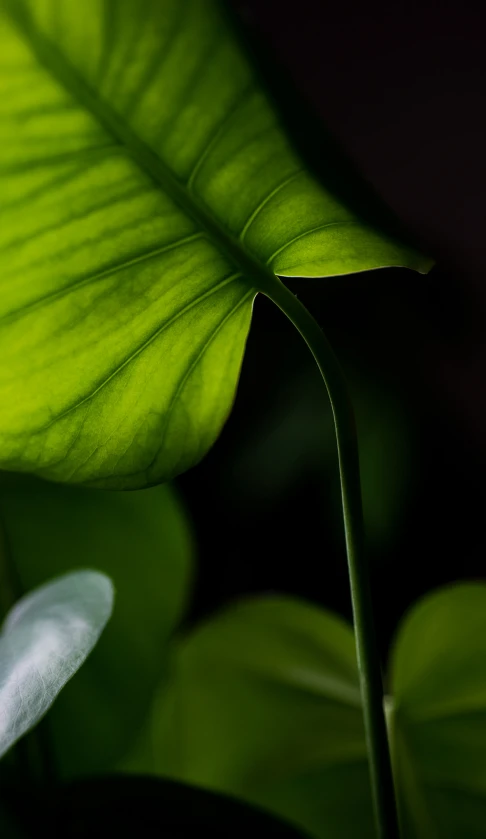 the underside of a green leaf in sunlight