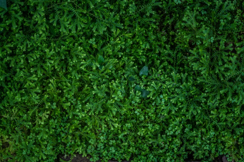 a couple is sitting on a bench in front of a lush green wall