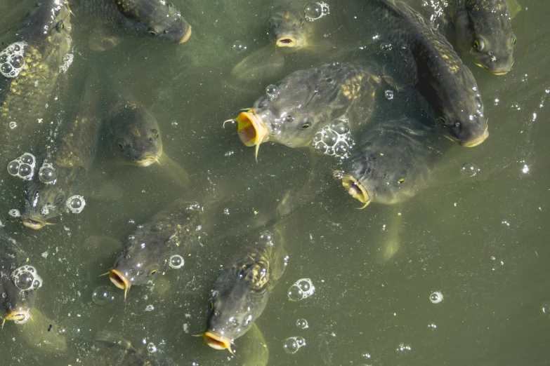 fish in the water are eating food and drinking water