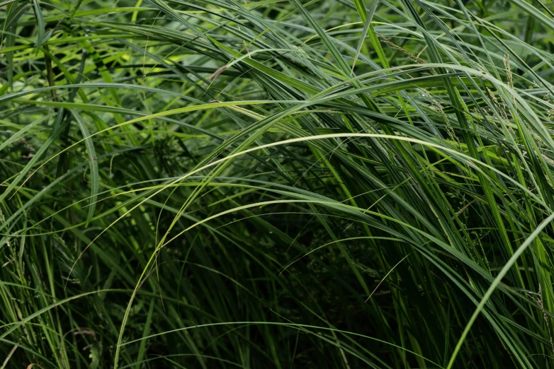 an up close po of the grass that is very tall