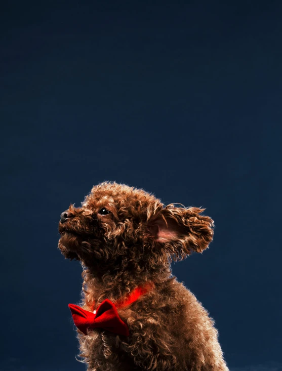 the brown dog is looking up at a dark sky