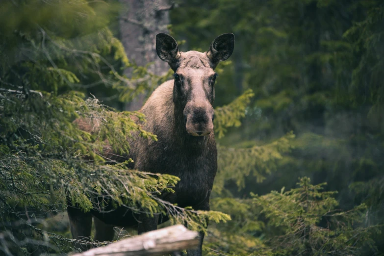 a moose that is standing in the woods