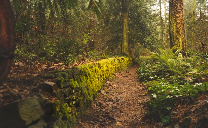 a trail in the woods leads to an abundance of green plants