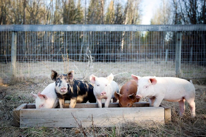 five little pigs looking out over a raised trough