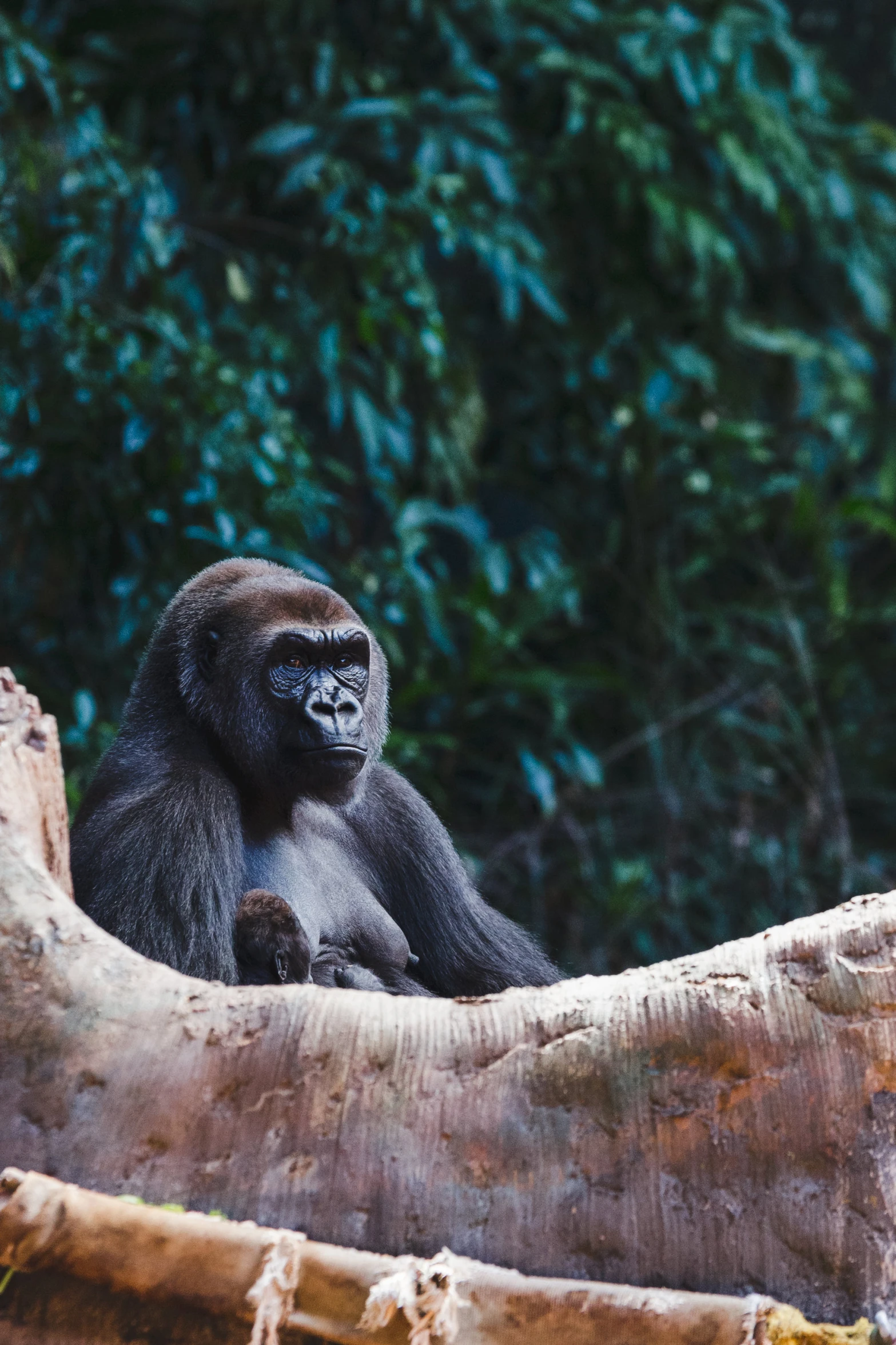 a large gorilla standing on a tree nch