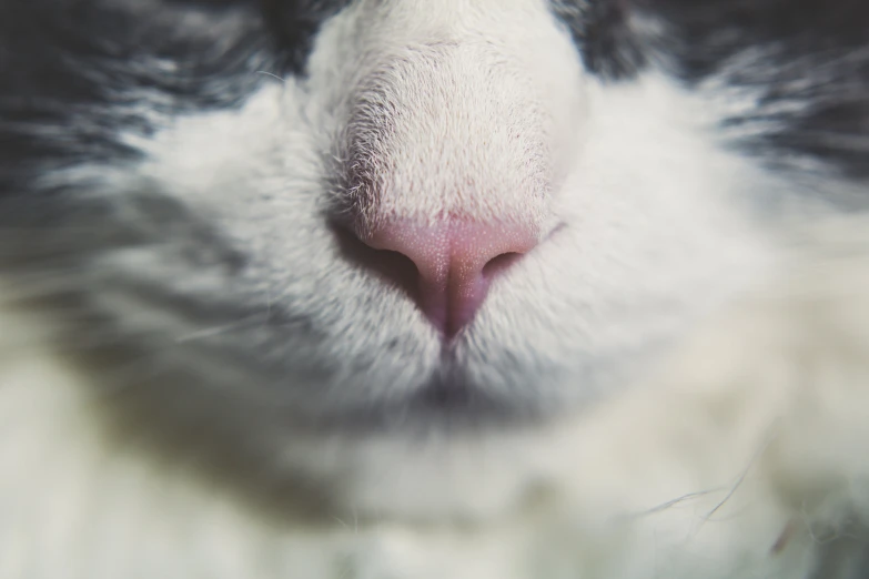 close up of a black and white cat's face
