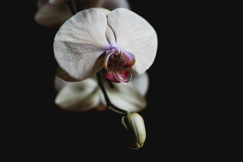 close up of a flower with dark background