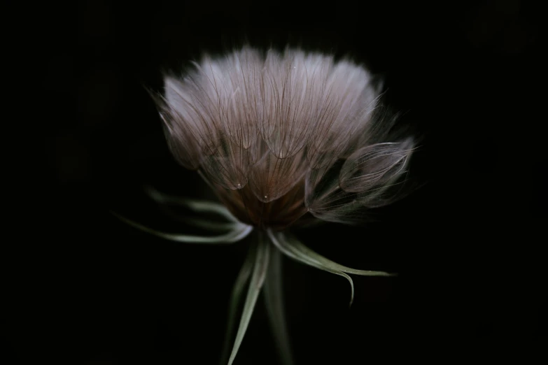 a flower with its petals and the seeds still attached to it