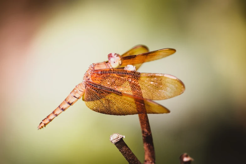 a po of a dragon fly and its wings