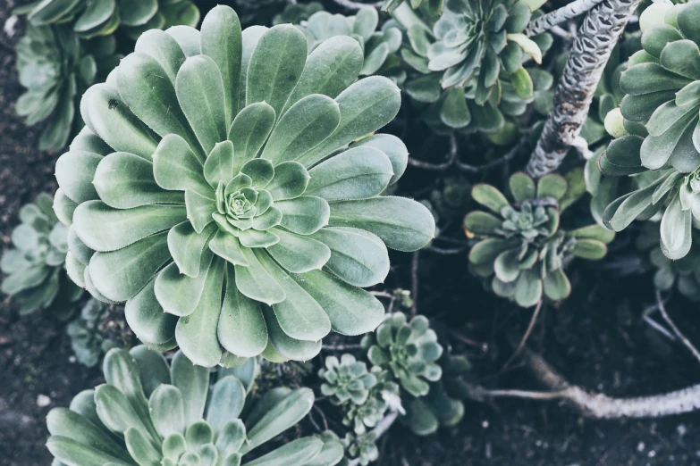 succulents grow in pots on the ground