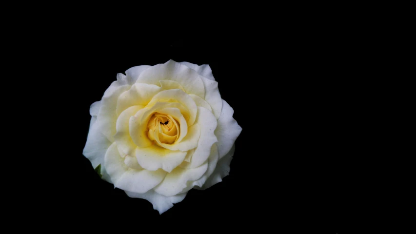 closeup of white and yellow rose with black background