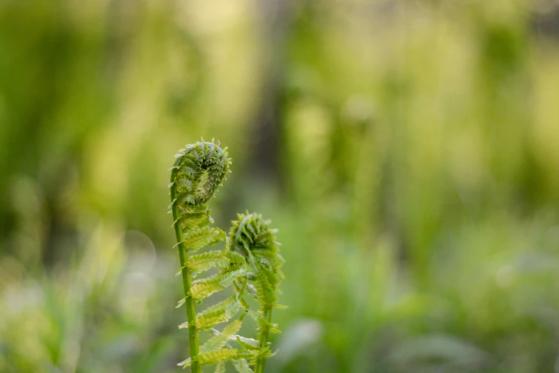 a large green fern sitting in the middle of a field