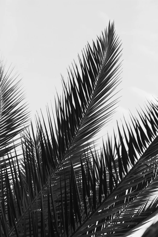 a palm tree with lots of large nches