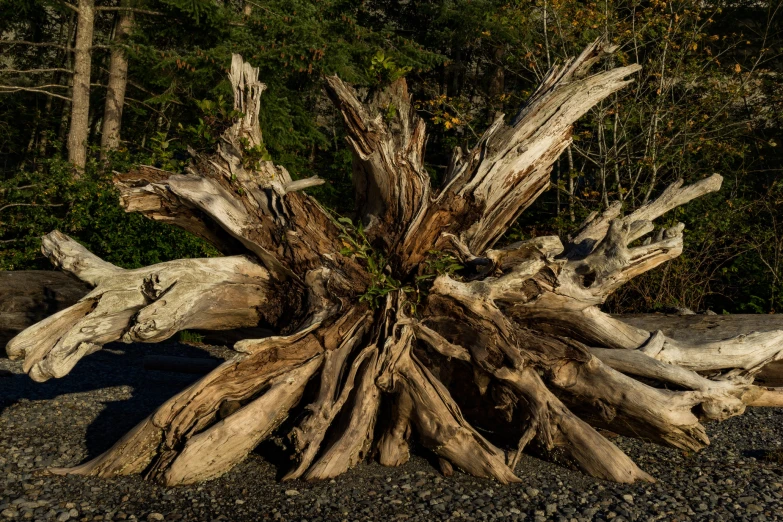 a very large tree with several logs and some foliage