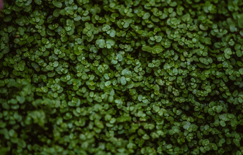 a lot of green moss growing on a wall