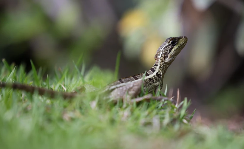 an image of an animal with a large head