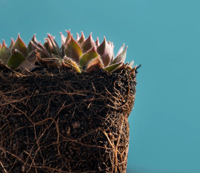 a plant with small pink leaves growing from the inside of it