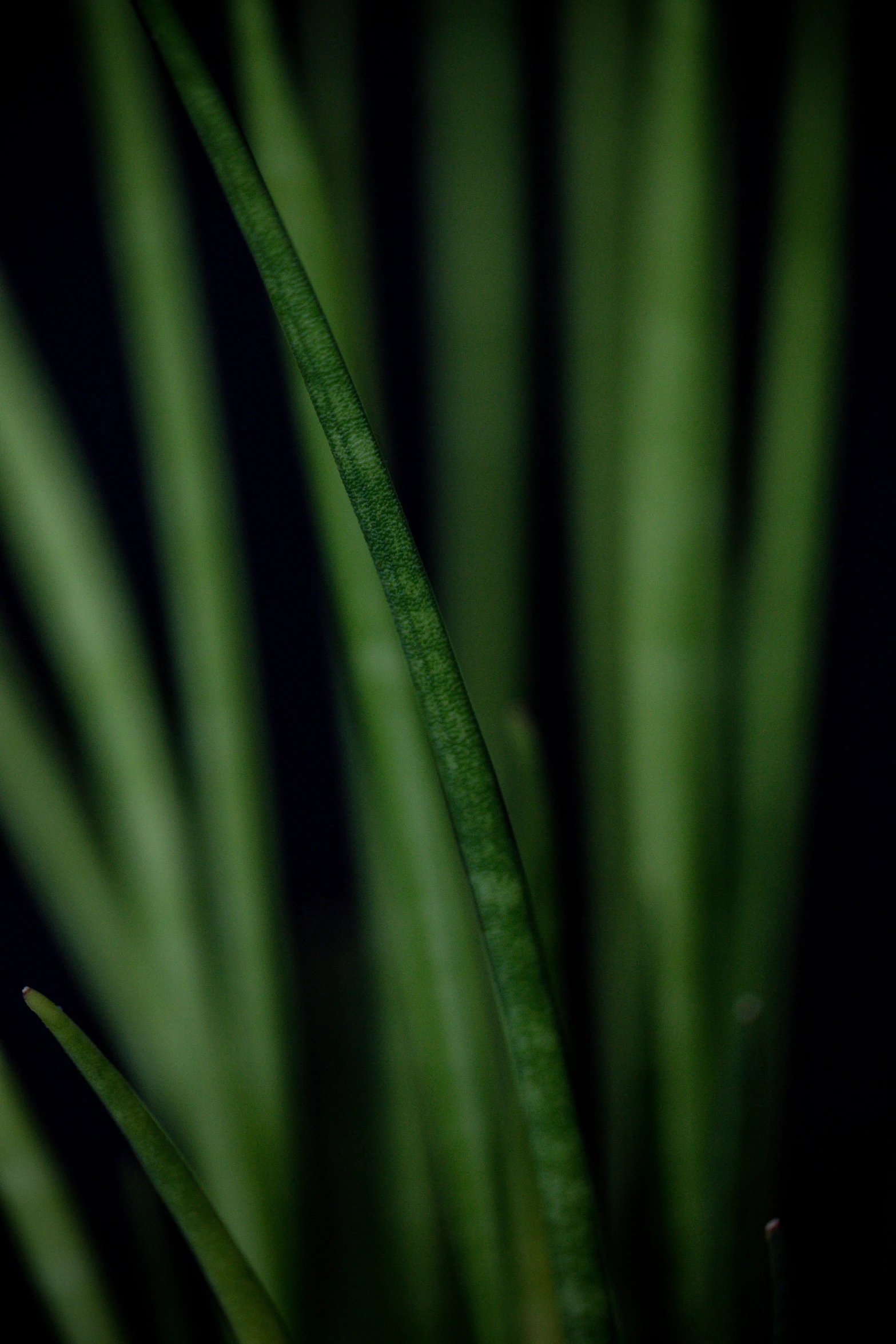 green stems are seen from the leaf