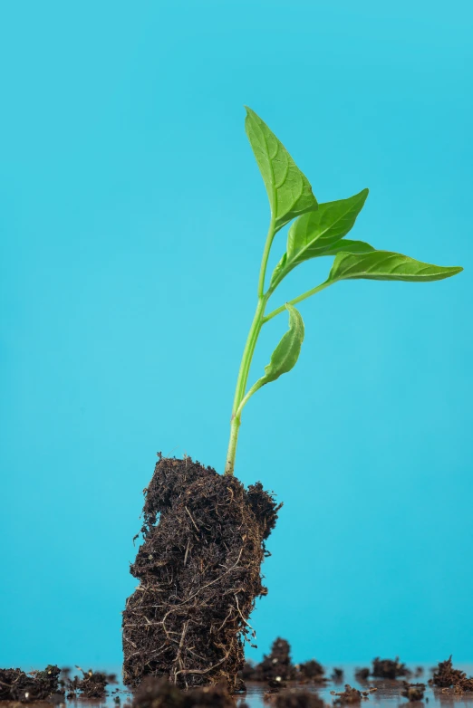 plant sprouting out of dirt with sky in background