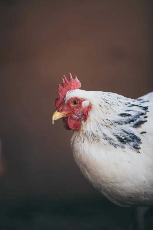 an orange and black rooster head with white feathers