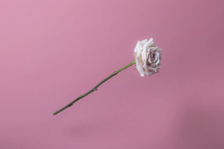 a single white rose is placed in a vase