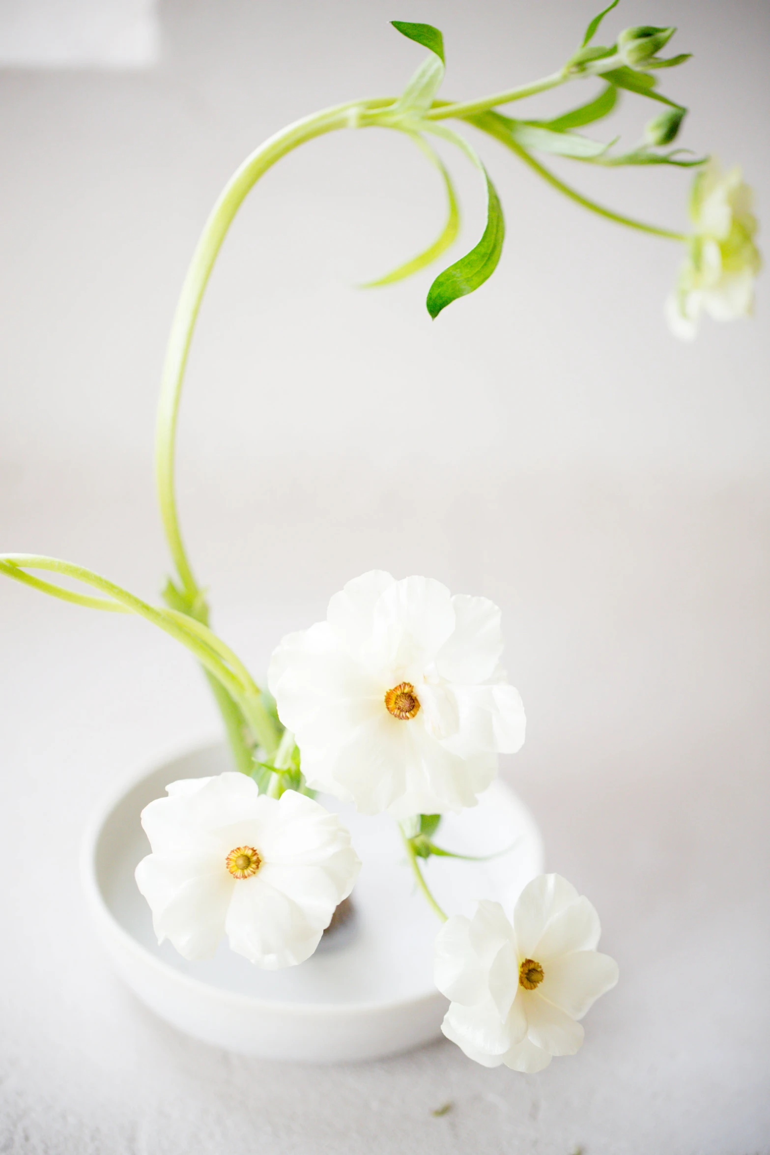 an odd shaped vase has white flowers in it