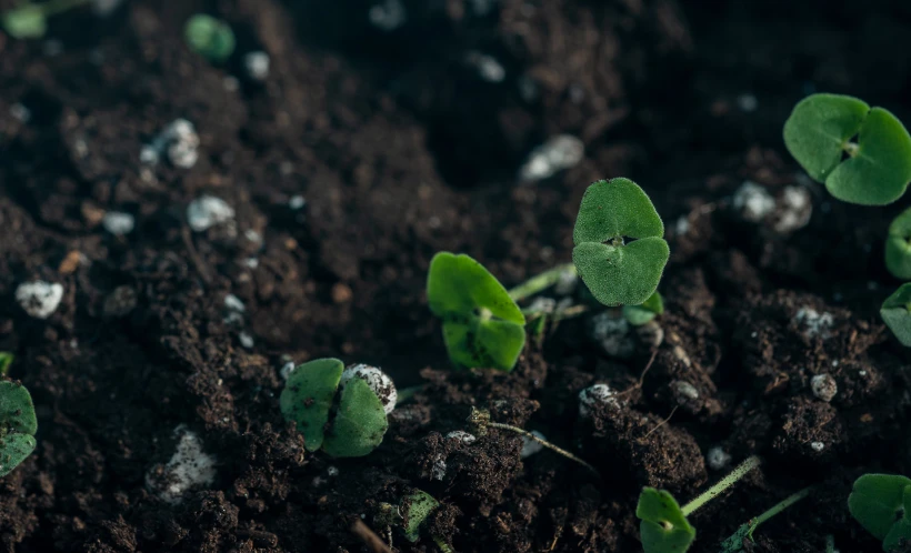 a group of tiny plants sprouts out from the ground