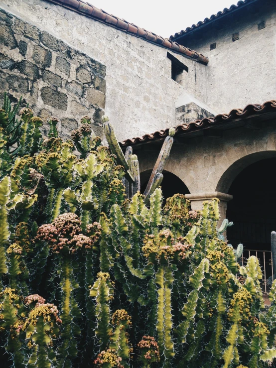 large cactuses are growing in front of an old building