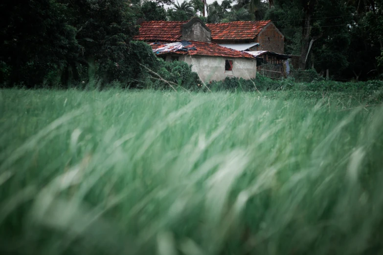 a house stands alone in the middle of an overgrown, grassy field