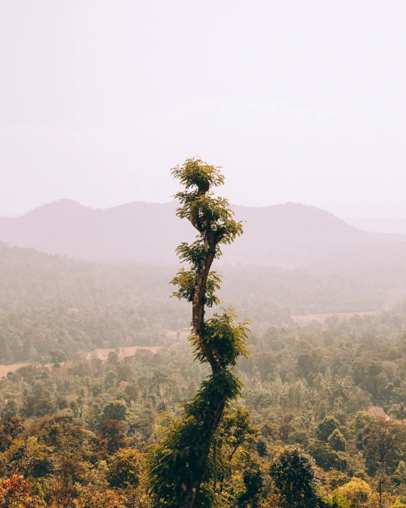 a tall tree growing between some trees in the grass