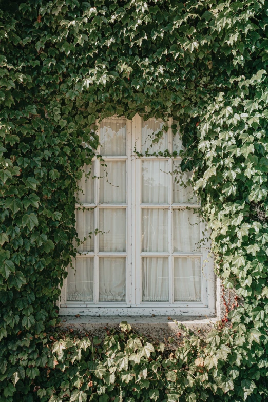 a window and vines are covering a building