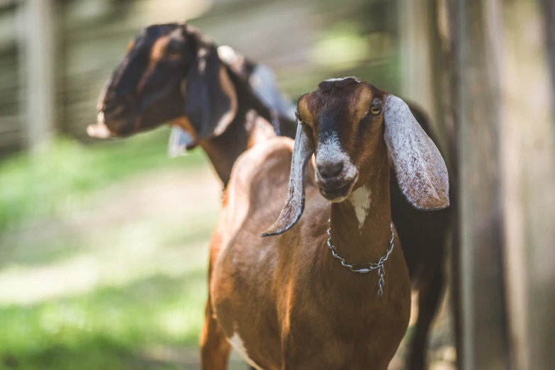 an adult goat with horns hanging out looking to the side