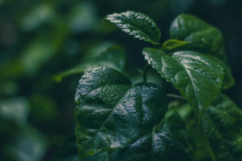 a green plant with water drops all over it