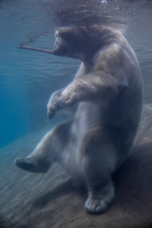 an underwater polar bear with an old stick