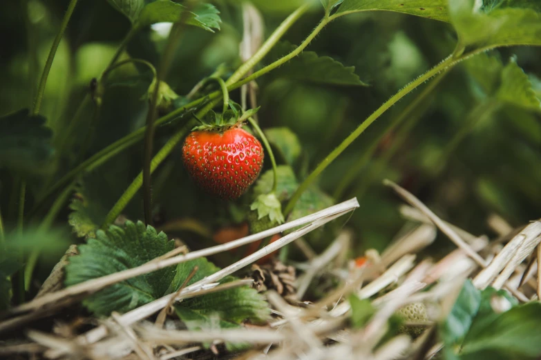 a strawberry sits among the greenery in the sun