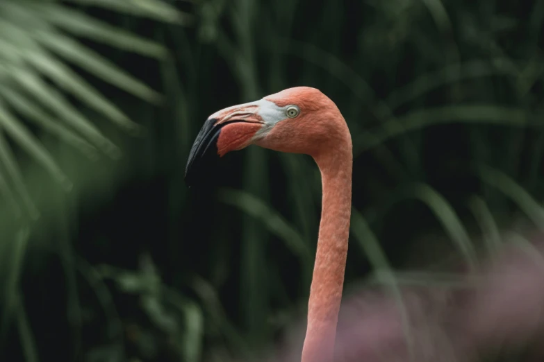 the pink flamingo is looking for prey