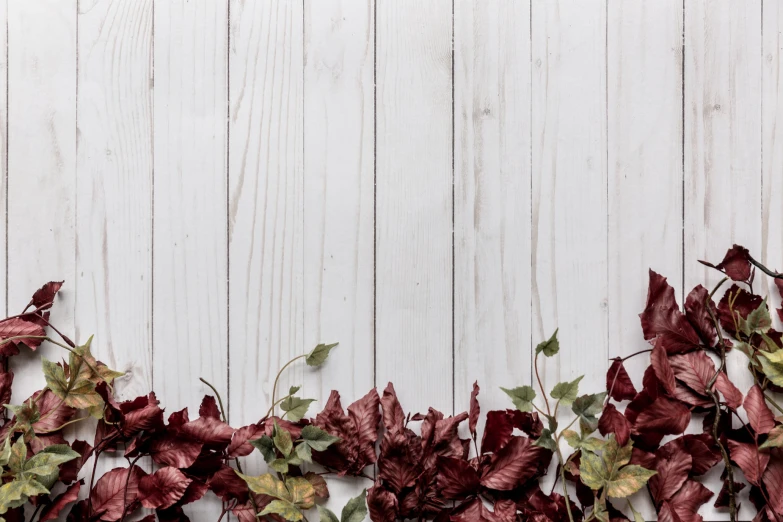 a white and red wooden wall has green leaves