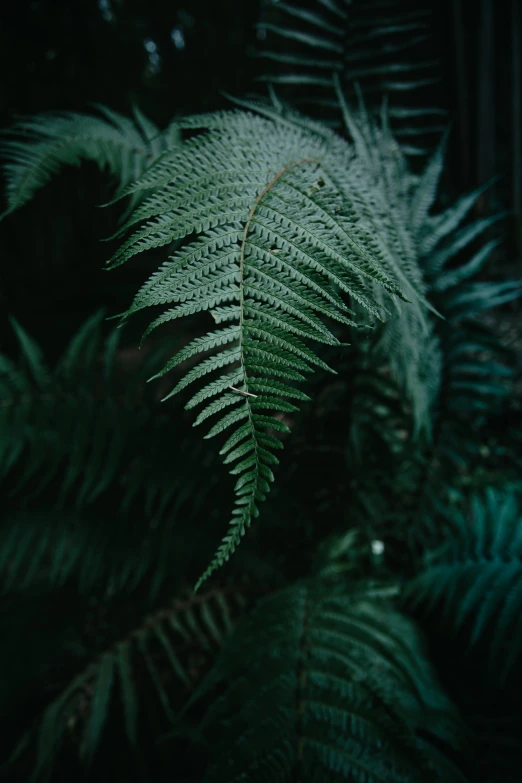 a fern leaf that is standing out in the grass