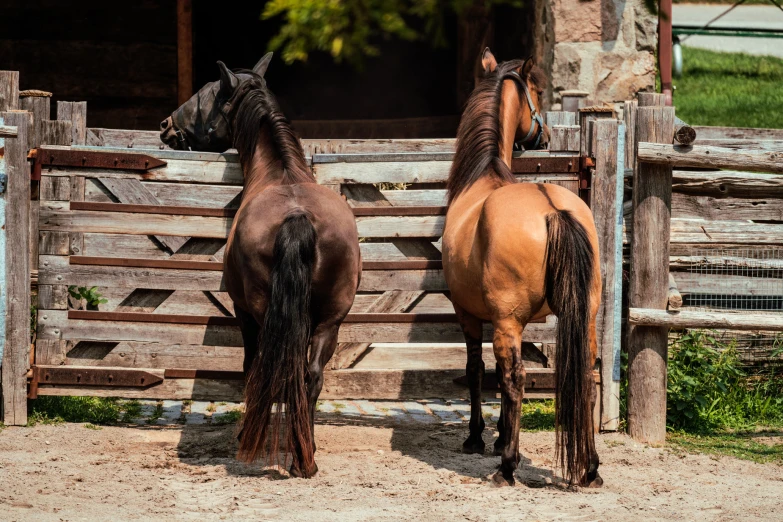 two horses standing on dirt ground next to wooden fence