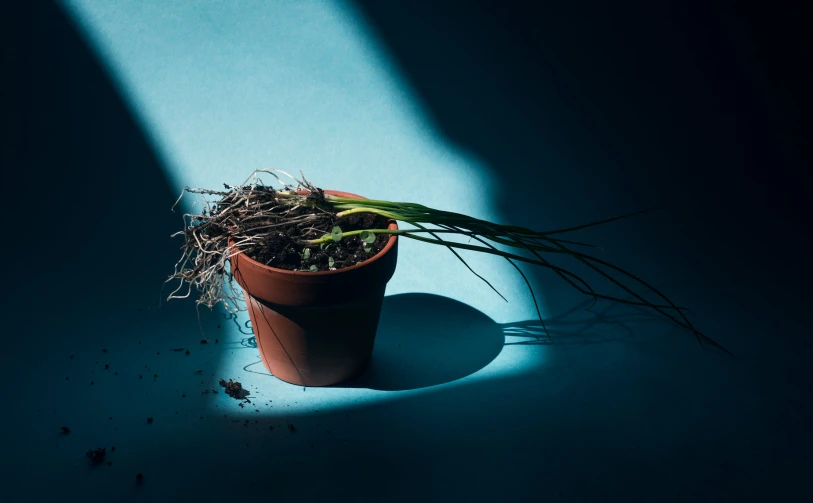 a plant that is sitting on the ground