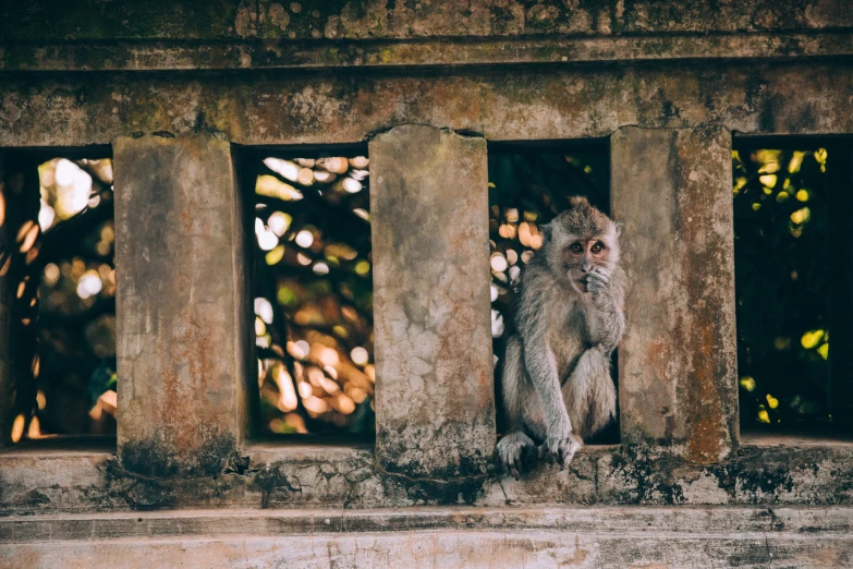 a small monkey sitting on top of a ledge next to a wall