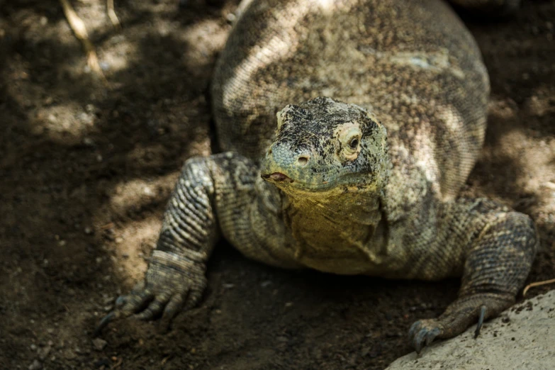 an animal that is laying down on some dirt