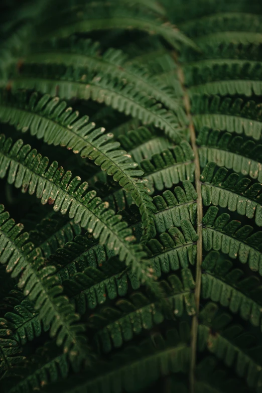 a closeup view of a green leaf