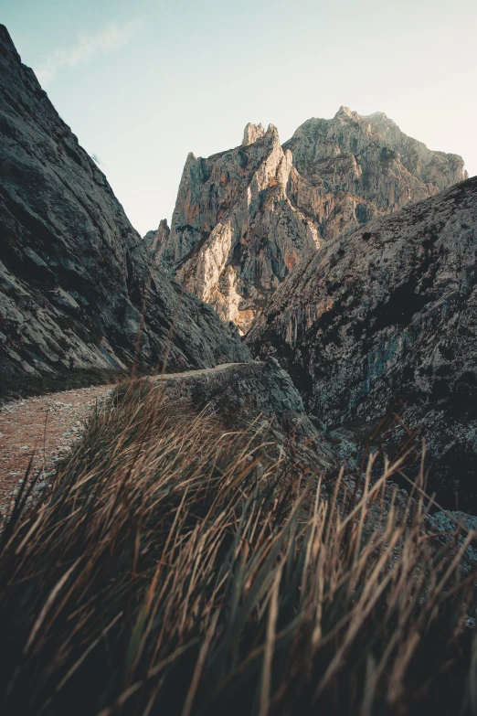 a mountain range with grass and plants in the foreground