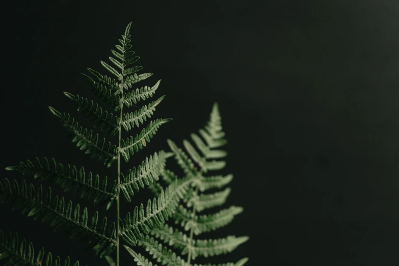 the top of a leaf in the foreground with a dark background