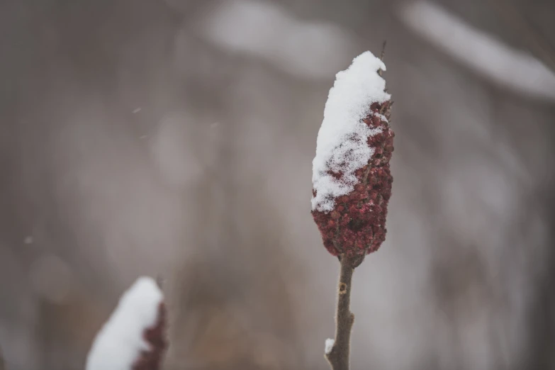 a small flower is covered in white snow